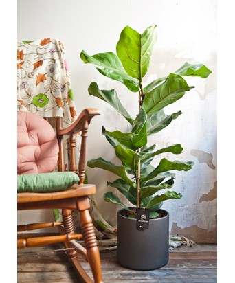Ficus Lyrata İthal Antrasit Saksıda 130 cm